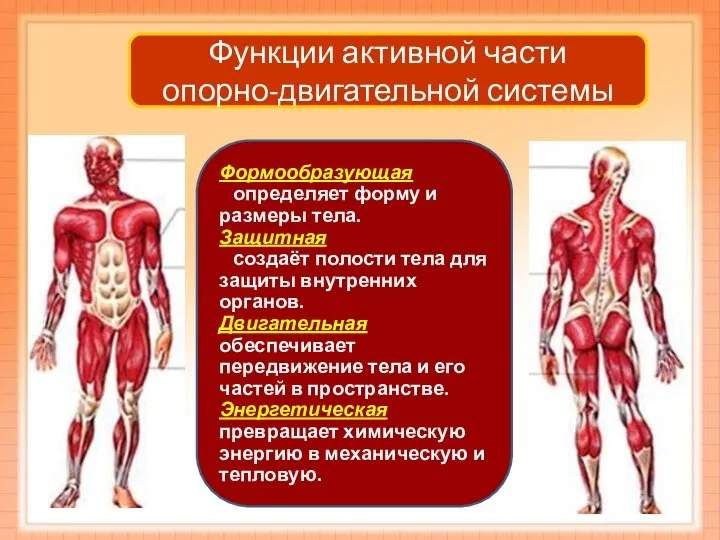 Функции активной части опорно-двигательной системы Формообразующая определяет форму и размеры тела. Защитная