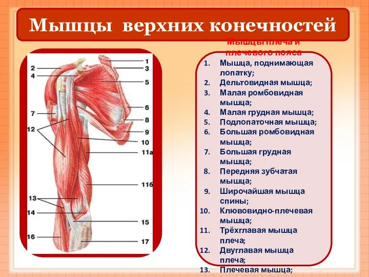 Мышцы верхних конечностей Мышцы плеча и плечевого пояса Мышца, поднимающая лопатку; Дельтовидная