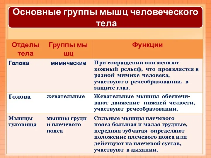 Основные группы мышц человеческого тела