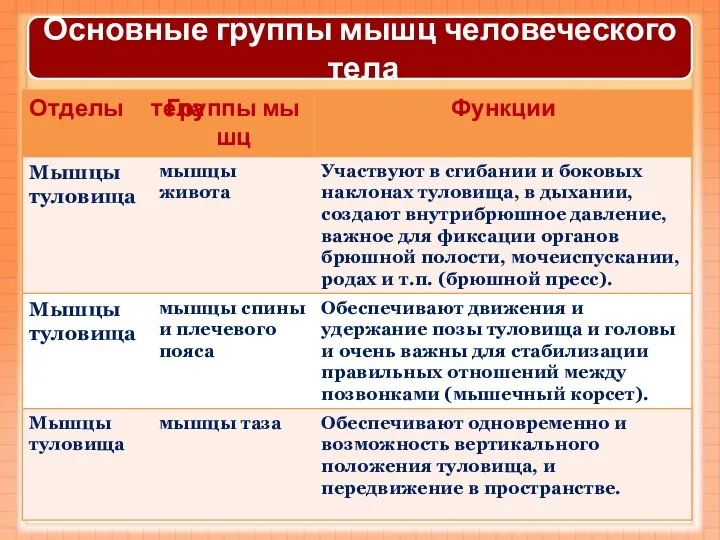 Основные группы мышц человеческого тела