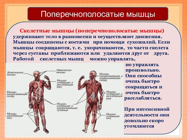 Скелетные мышцы (поперечнополосатые мышцы) удерживают тело в равновесии и осуществляют движения. Мышцы