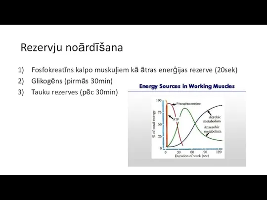 Rezervju noārdīšana Fosfokreatīns kalpo muskuļiem kā ātras enerģijas rezerve (20sek) Glikogēns (pirmās