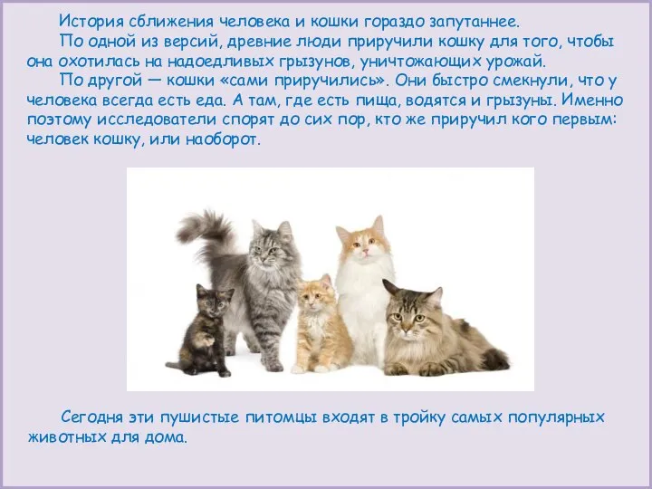 История сближения человека и кошки гораздо запутаннее. По одной из версий, древние