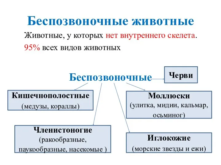 Беспозвоночные животные Животные, у которых нет внутреннего скелета. 95% всех видов животных