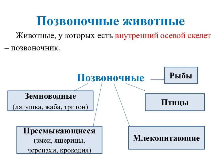 Позвоночные животные Животные, у которых есть внутренний осевой скелет – позвоночник. Позвоночные