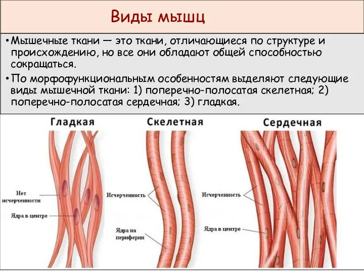 Виды мышц Мышечные ткани — это ткани, отличающиеся по структуре и происхождению,