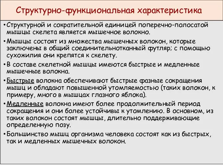 Структурно-функциональная характеристика Структурной и сократительной единицей поперечно-полосатой мышцы скелета является мышечное волокно.