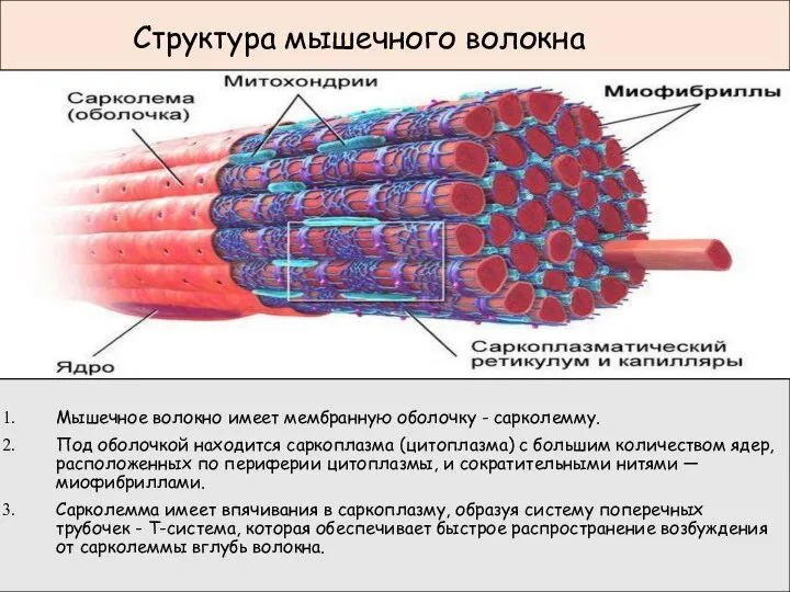 Структура мышечного волокна Мышечное волокно имеет мембранную оболочку - сарколемму. Под оболочкой