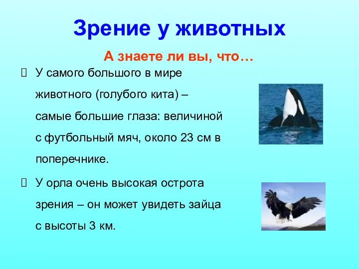 Зрение у животных У самого большого в мире животного (голубого кита) –