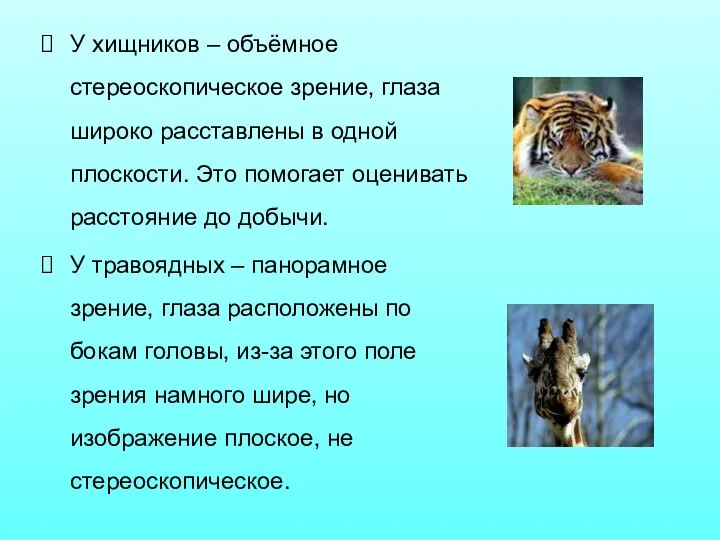 У хищников – объёмное стереоскопическое зрение, глаза широко расставлены в одной плоскости.