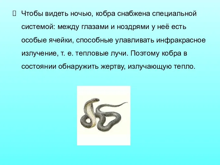 Чтобы видеть ночью, кобра снабжена специальной системой: между глазами и ноздрями у