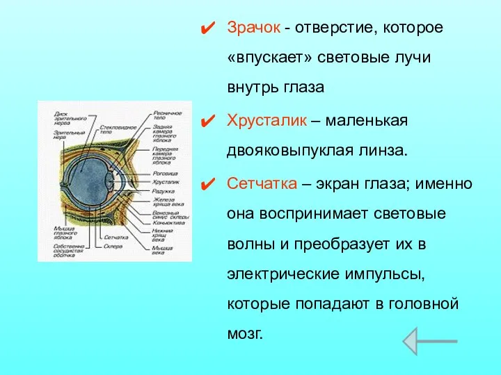 Зрачок - отверстие, которое «впускает» световые лучи внутрь глаза Хрусталик – маленькая