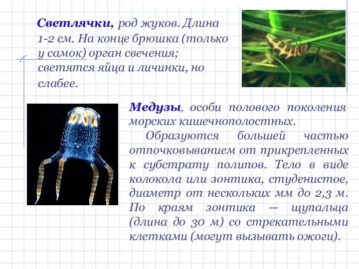 Светлячки, род жуков. Длина 1-2 см. На конце брюшка (только у самок)