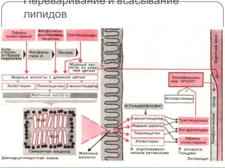 Переваривание и всасывание липидов