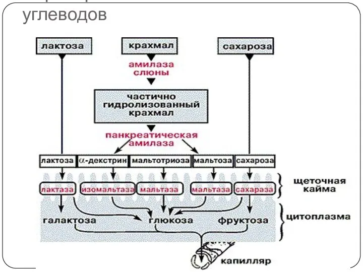 Переваривание и всасывание углеводов