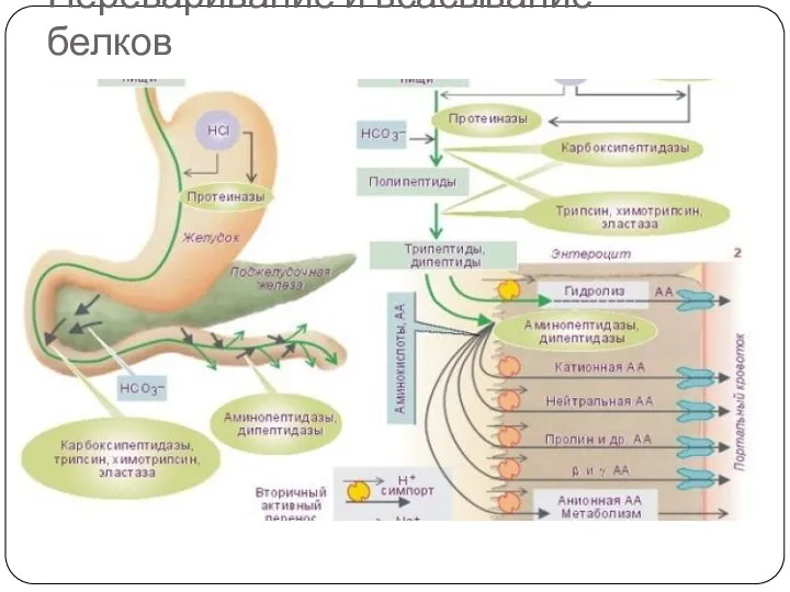 Переваривание и всасывание белков