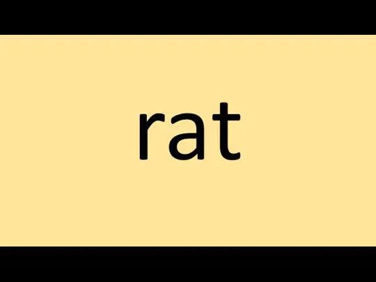 rat