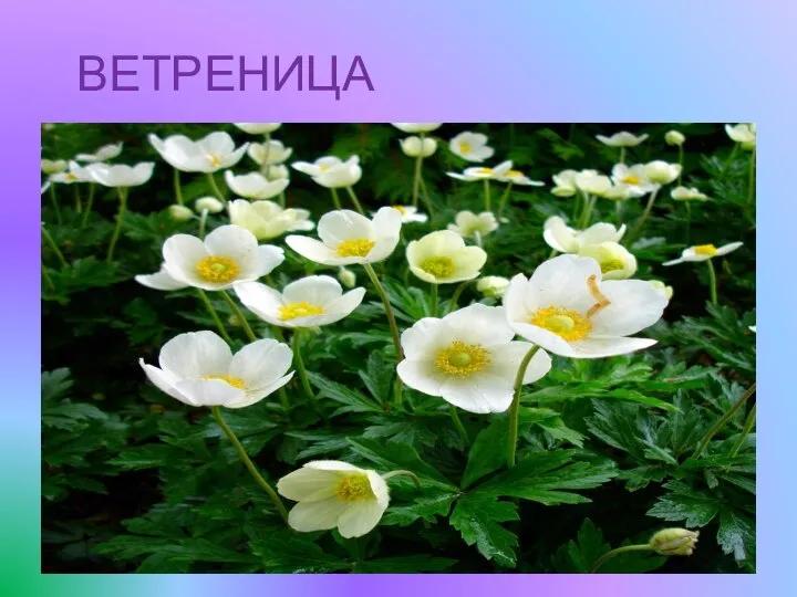 ВЕТРЕНИЦА