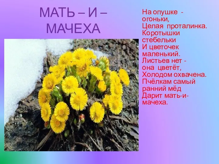 МАТЬ – И – МАЧЕХА На опушке - огоньки, Целая проталинка. Коротышки