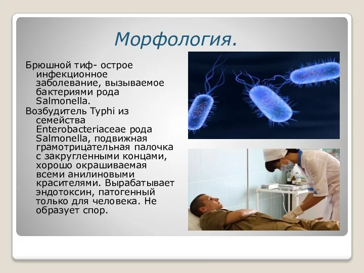 Морфология. Брюшной тиф- острое инфекционное заболевание, вызываемое бактериями рода Salmonella. Возбудитель Typhi