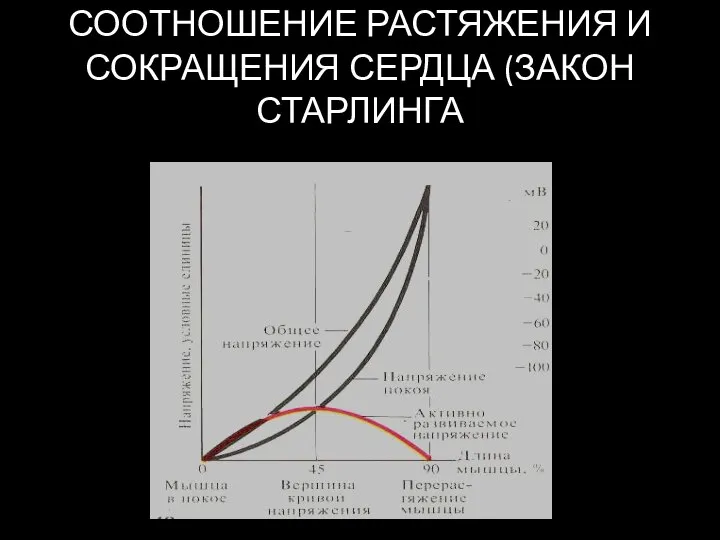 СООТНОШЕНИЕ РАСТЯЖЕНИЯ И СОКРАЩЕНИЯ СЕРДЦА (ЗАКОН СТАРЛИНГА