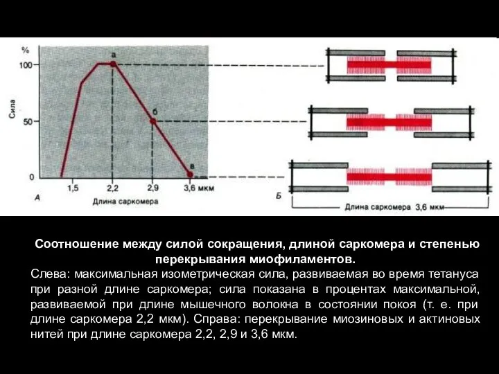 Соотношение между силой сокращения, длиной саркомера и степенью перекрывания миофиламентов. Слева: максимальная