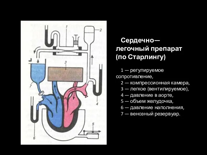 Сердечно—легочный препарат (по Старлингу) 1 — регулируемое сопротивление, 2 — компрессионная камера,