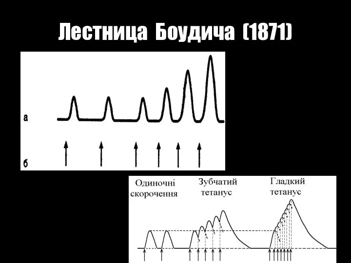 Лестница Боудича (1871)