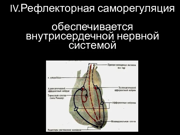 IV.Рефлекторная саморегуляция обеспечивается внутрисердечной нервной системой