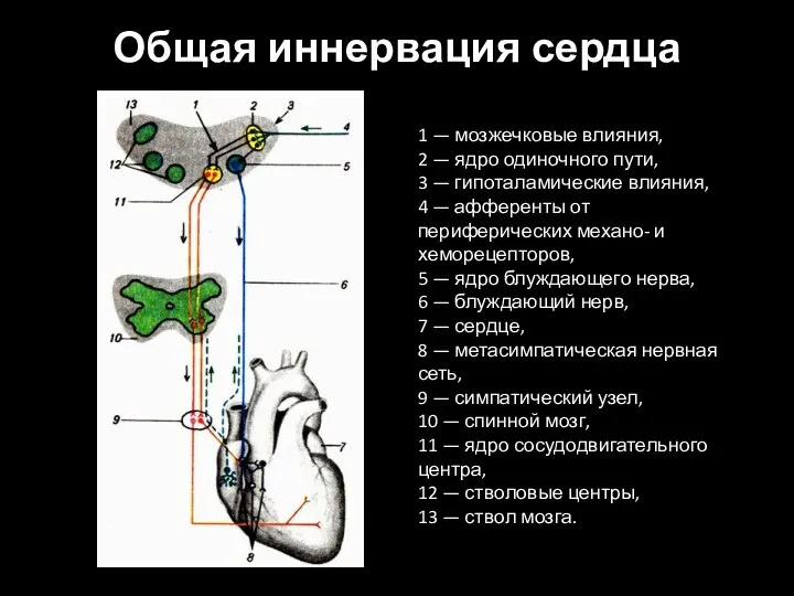 1 — мозжечковые влияния, 2 — ядро одиночного пути, 3 — гипоталамические