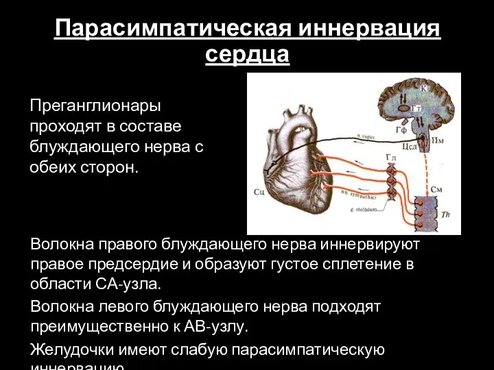 Парасимпатическая иннервация сердца Преганглионары проходят в составе блуждающего нерва с обеих сторон.