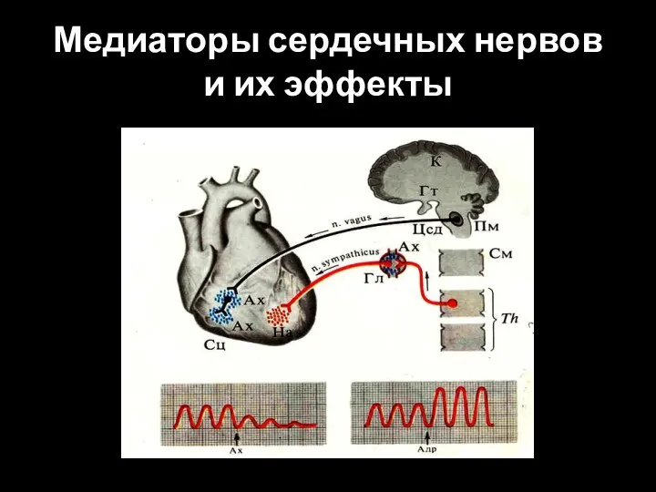 Медиаторы сердечных нервов и их эффекты