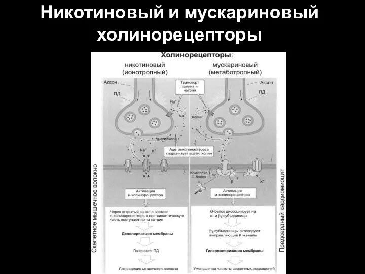 Никотиновый и мускариновый холинорецепторы