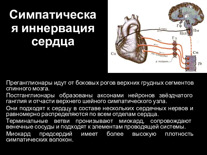 Симпатическая иннервация сердца Преганглионары идут от боковых рогов верхних грудных сегментов спинного