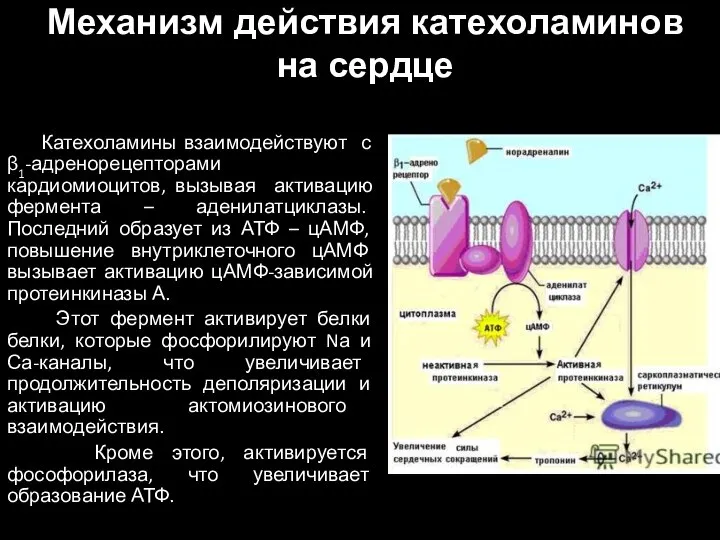 Механизм действия катехоламинов на сердце Катехоламины взаимодействуют с β1-адренорецепторами кардиомиоцитов, вызывая активацию