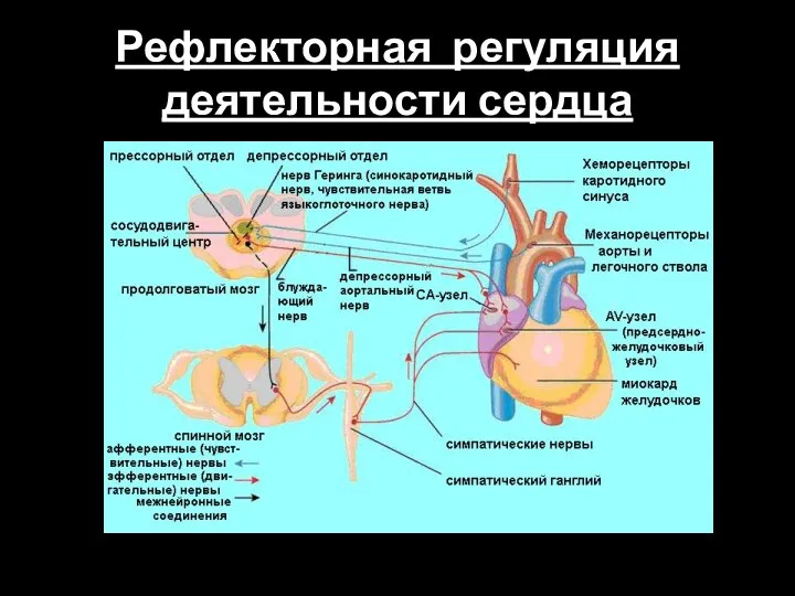 Рефлекторная регуляция деятельности сердца