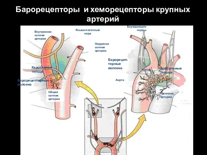 Легочная артерия Аорта Общая сонная артерия Внутренняя сонная артерия Языкоглоточный нерв Каротидное
