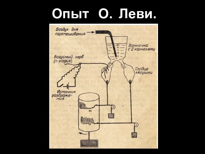 Опыт О. Леви.