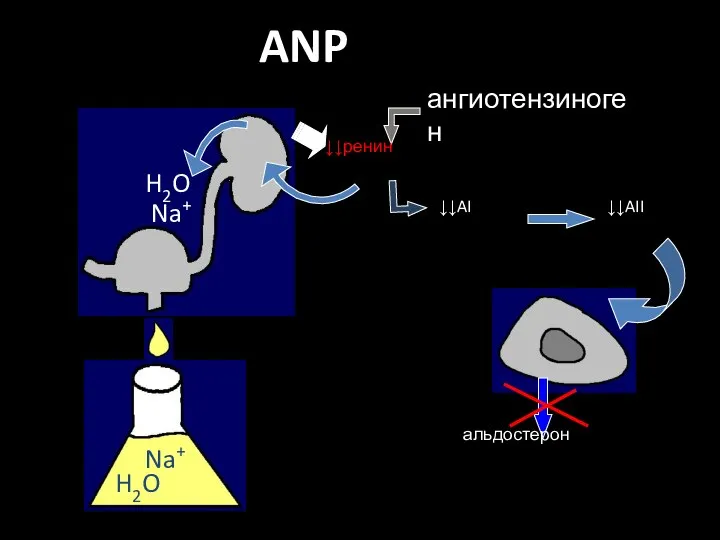 ангиотензиноген ANP ↓↓AI ↓↓AII альдостерон H2O Na+ H2O Na+ ↓↓ренин