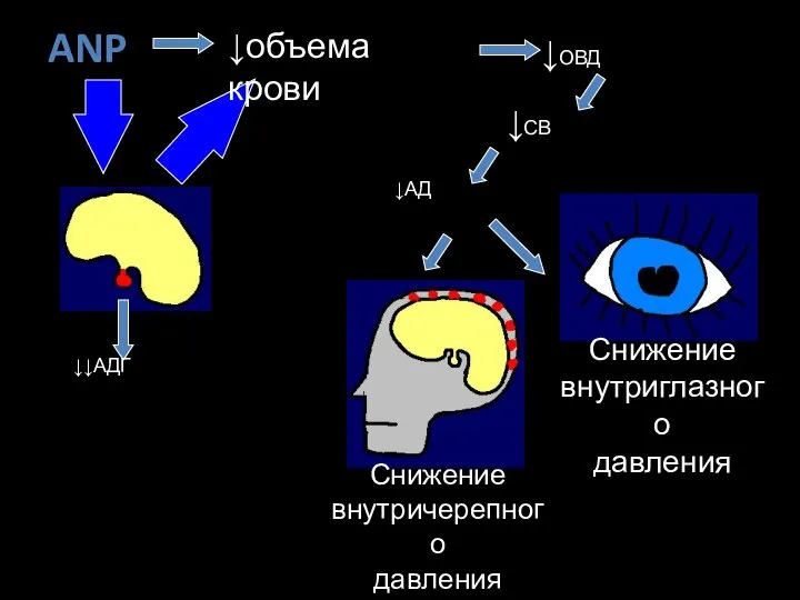 Снижение внутричерепного давления Снижение внутриглазного давления ANP ↓АД ↓объема крови ↓ОВД ↓СВ ↓↓АДГ