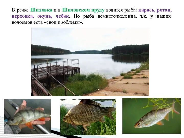 В речке Шиловка и в Шиловском пруду водится рыба: карась, ротан, верховка,