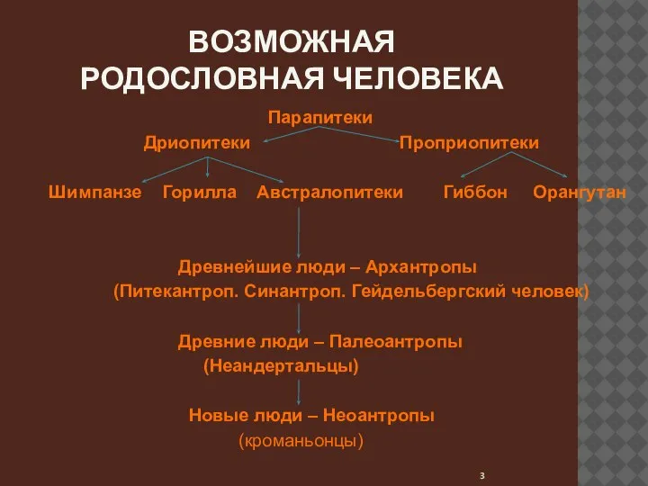 ВОЗМОЖНАЯ РОДОСЛОВНАЯ ЧЕЛОВЕКА Парапитеки Дриопитеки Проприопитеки Шимпанзе Горилла Австралопитеки Гиббон Орангутан Древнейшие