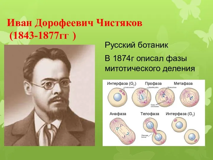Иван Дорофеевич Чистяков (1843-1877гг ) Русский ботаник В 1874г описал фазы митотического деления