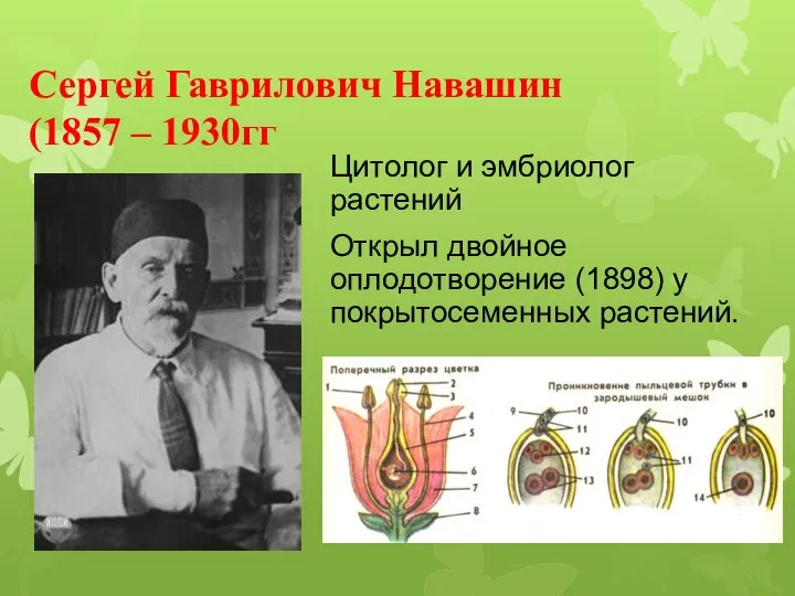 Сергей Гаврилович Навашин (1857 – 1930гг Цитолог и эмбриолог растений Открыл двойное