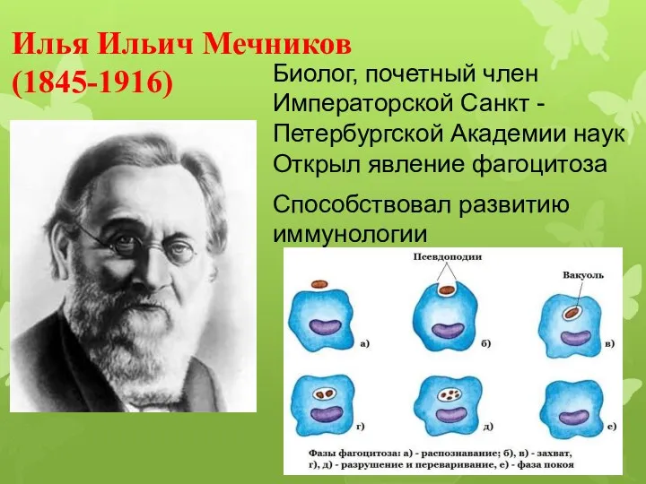 Илья Ильич Мечников (1845-1916) Биолог, почетный член Императорской Санкт -Петербургской Академии наук