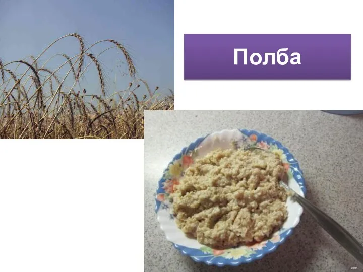 Полба