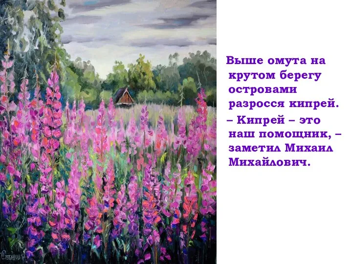 Выше омута на крутом берегу островами разросся кипрей. – Кипрей – это