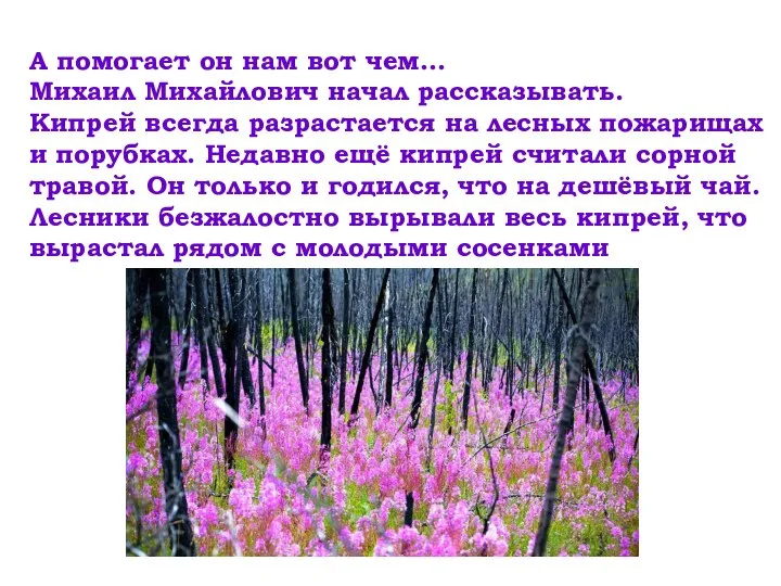 А помогает он нам вот чем… Михаил Михайлович начал рассказывать. Кипрей всегда