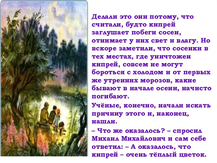 Делали это они потому, что считали, будто кипрей заглушает побеги сосен, отнимает