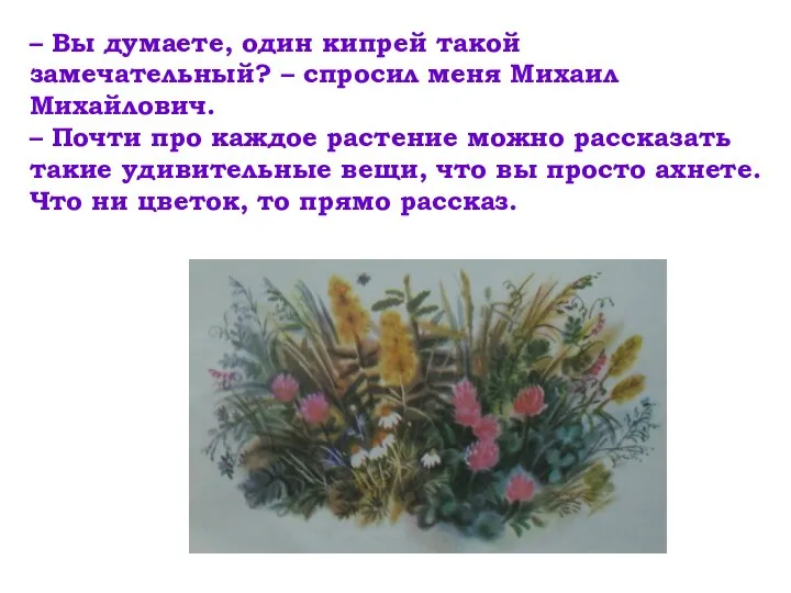 – Вы думаете, один кипрей такой замечательный? – спросил меня Михаил Михайлович.